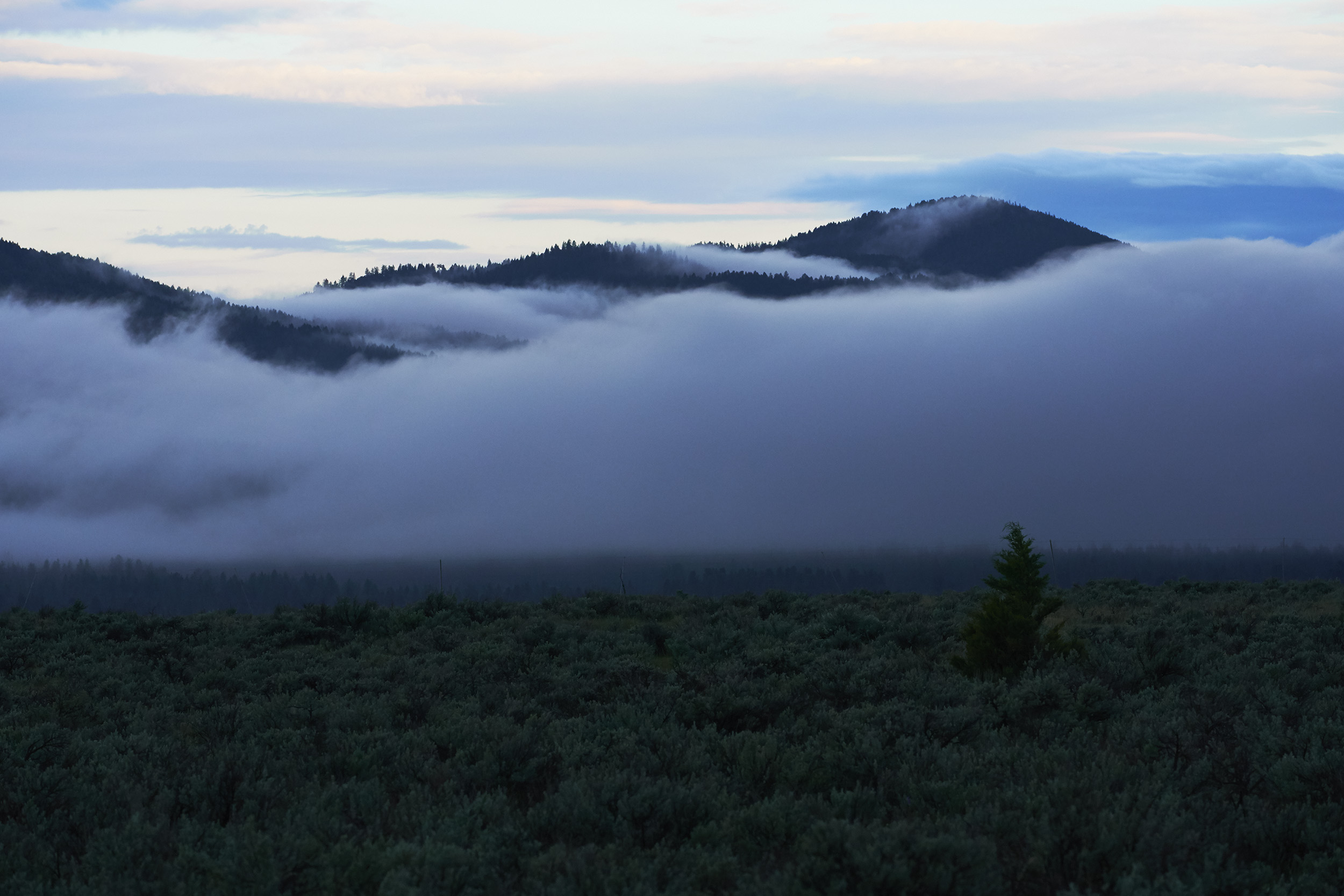 PawsUP_Landscape_1195